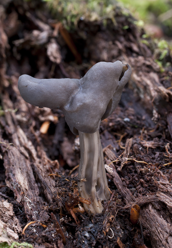 Helvella lacunosa